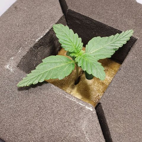 Auto Citrus Skunk growlog timeline photo