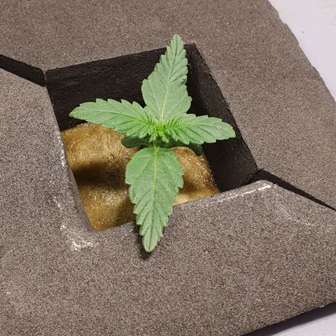 Auto Citrus Skunk growlog timeline photo