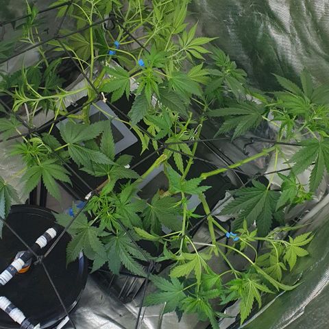 Mohan Poison #1 growlog timeline photo