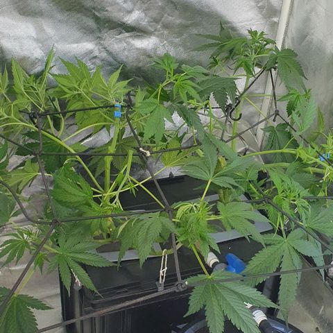 Mohan Poison #1 growlog timeline photo