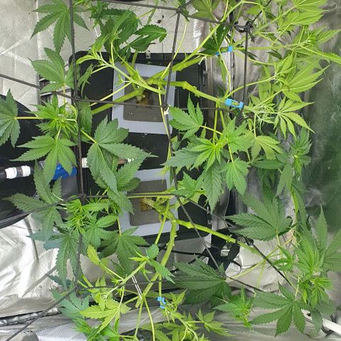 Mohan Poison #1 growlog timeline photo