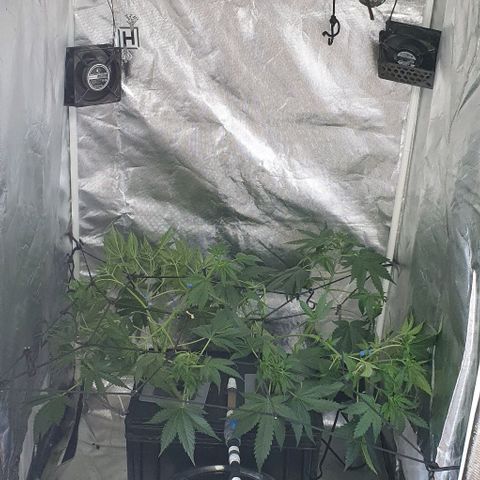 Mohan Poison #1 growlog timeline photo