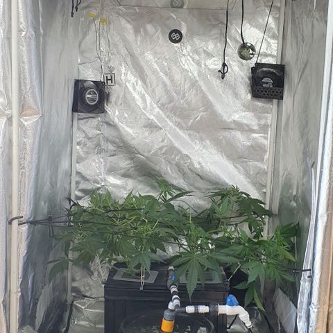 Mohan Poison #1 growlog timeline photo