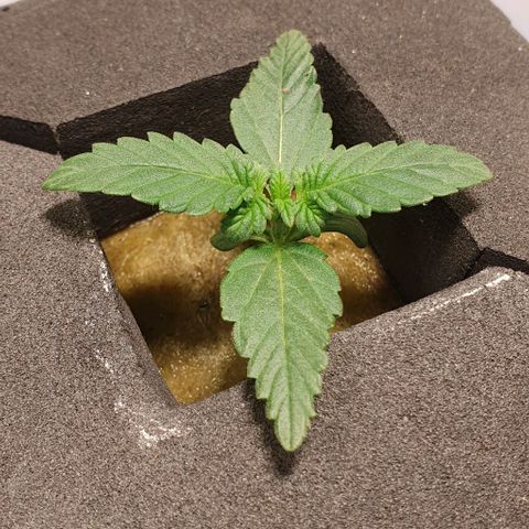 Auto Citrus Skunk growlog timeline photo