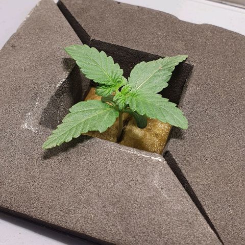 Auto Citrus Skunk growlog timeline photo