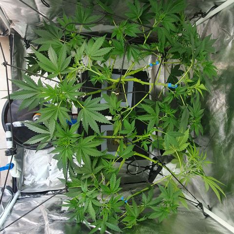 Mohan Poison #1 growlog timeline photo