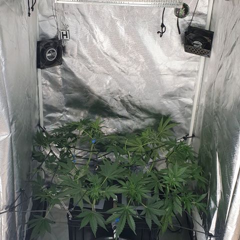 Mohan Poison #1 growlog timeline photo