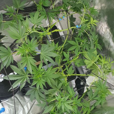 Mohan Poison #1 growlog timeline photo