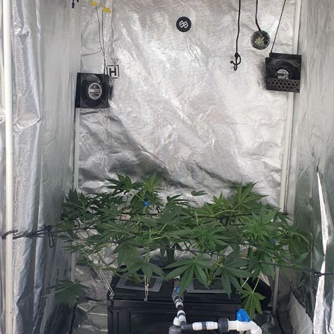 Mohan Poison #1 growlog timeline photo