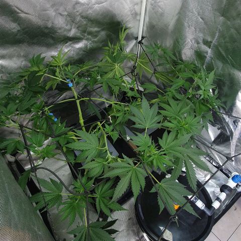 Mohan Poison #2 growlog timeline photo