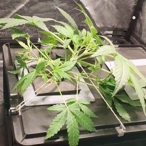 Auto Citrus Skunk growlog timeline photo