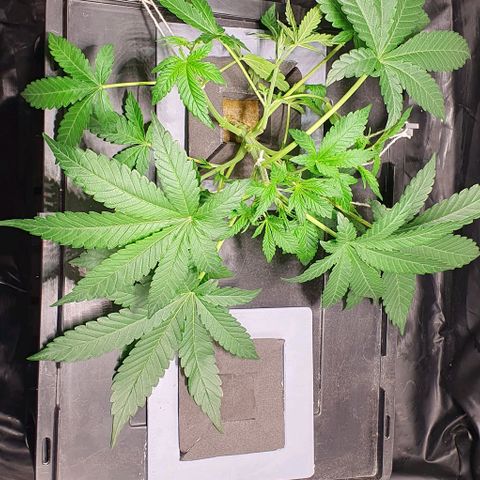 Auto Citrus Skunk growlog timeline photo