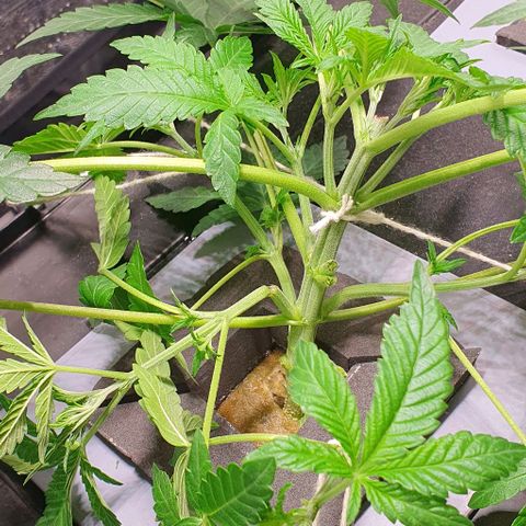 Auto Citrus Skunk growlog timeline photo