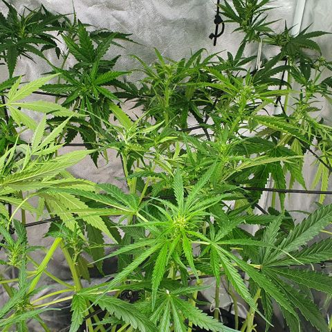 Mohan Poison #1 growlog timeline photo