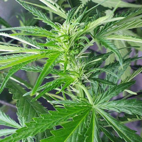 Mohan Poison #1 growlog timeline photo