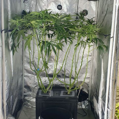 Mohan Poison #1 growlog timeline photo