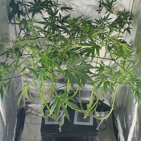 Mohan Poison #1 growlog timeline photo