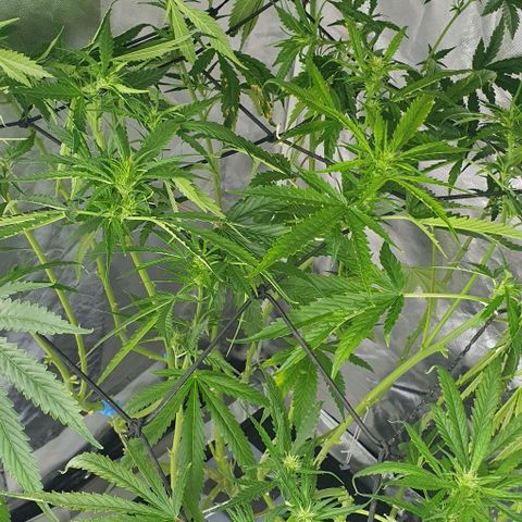 Mohan Poison #1 growlog timeline photo