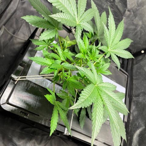 Auto Citrus Skunk growlog timeline photo