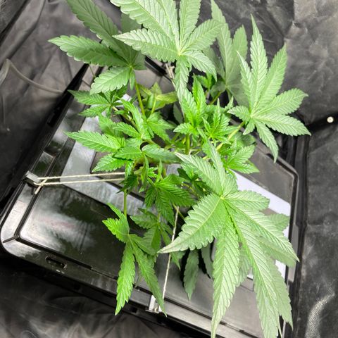 Auto Citrus Skunk growlog timeline photo
