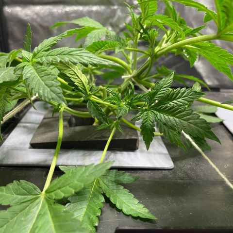 Auto Citrus Skunk growlog timeline photo