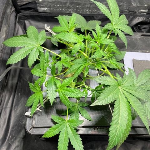 Auto Citrus Skunk growlog timeline photo