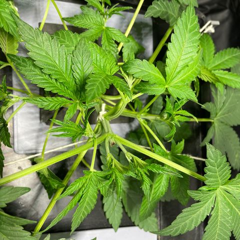 Auto Citrus Skunk growlog timeline photo