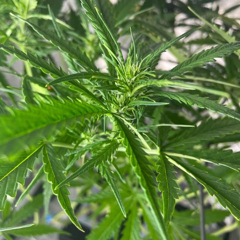 Mohan Poison #1 growlog timeline photo