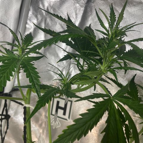 Mohan Poison #1 growlog timeline photo