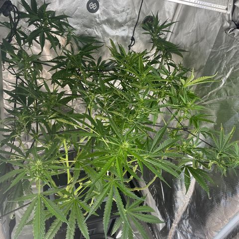 Mohan Poison #1 growlog timeline photo