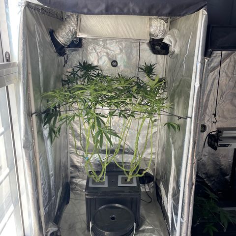 Mohan Poison #1 growlog timeline photo