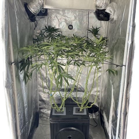 Mohan Poison #1 growlog timeline photo