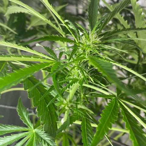 Mohan Poison #1 growlog timeline photo