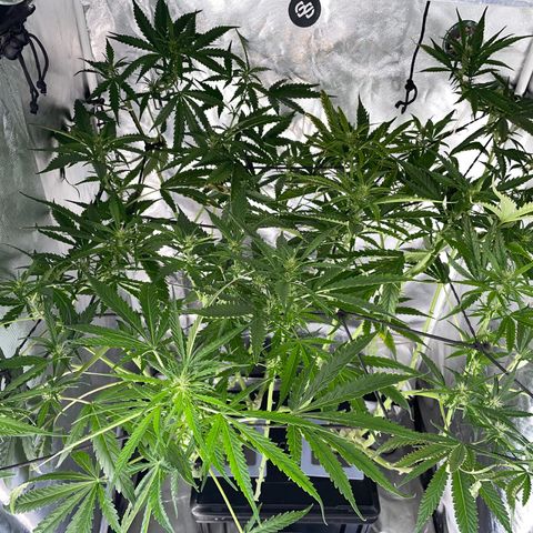Mohan Poison #1 growlog timeline photo