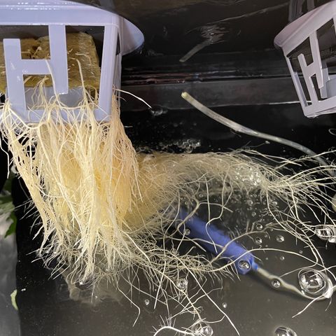 Auto Citrus Skunk growlog timeline photo