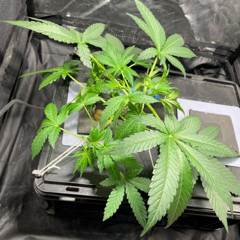 Auto Citrus Skunk growlog timeline photo