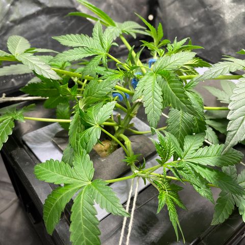 Auto Citrus Skunk growlog timeline photo