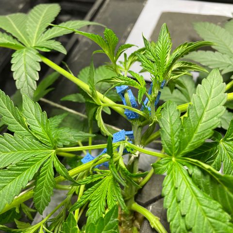 Auto Citrus Skunk growlog timeline photo