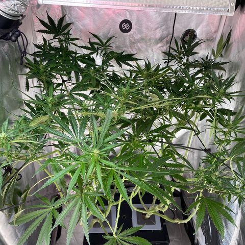 Mohan Poison #1 growlog timeline photo