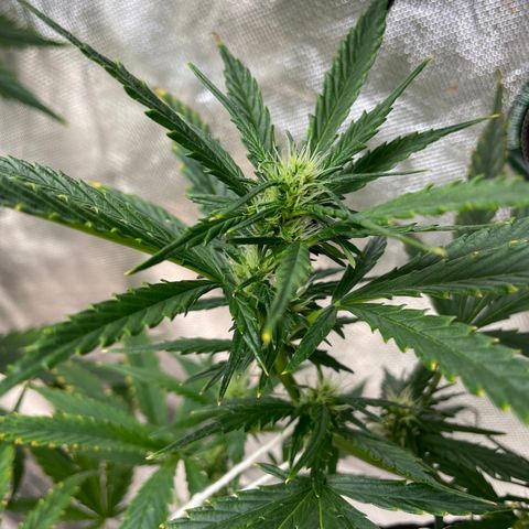 Mohan Poison #1 growlog timeline photo