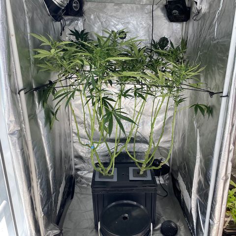 Mohan Poison #1 growlog timeline photo
