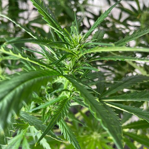 Mohan Poison #1 growlog timeline photo