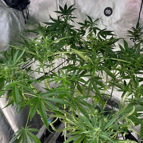 Mohan Poison #1 growlog timeline photo