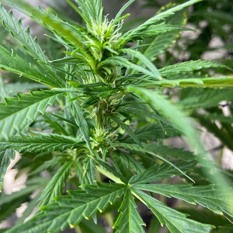 Mohan Poison #1 growlog timeline photo