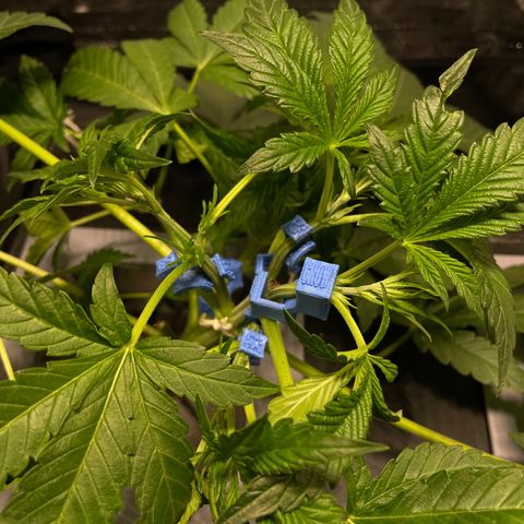 Auto Citrus Skunk growlog timeline photo