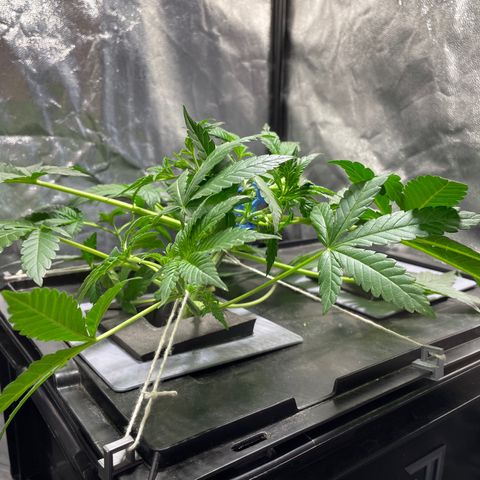 Auto Citrus Skunk growlog timeline photo