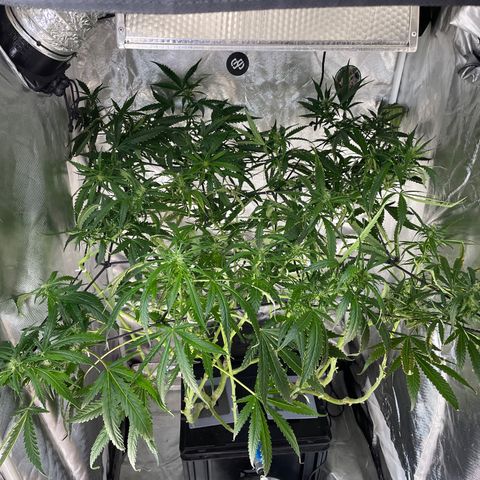 Mohan Poison #1 growlog timeline photo