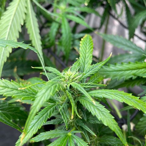 Mohan Poison #1 growlog timeline photo
