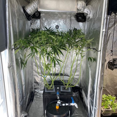 Mohan Poison #1 growlog timeline photo