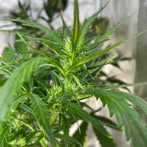 Mohan Poison #1 growlog timeline photo